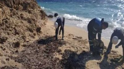 تشكيل لجنة للقضاء على بقع التلوث الزيتي بشاطئ محمية رأس محمد