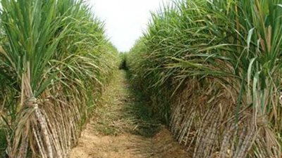 مهندس يتمكن من زراعة القصب بالتنقيط