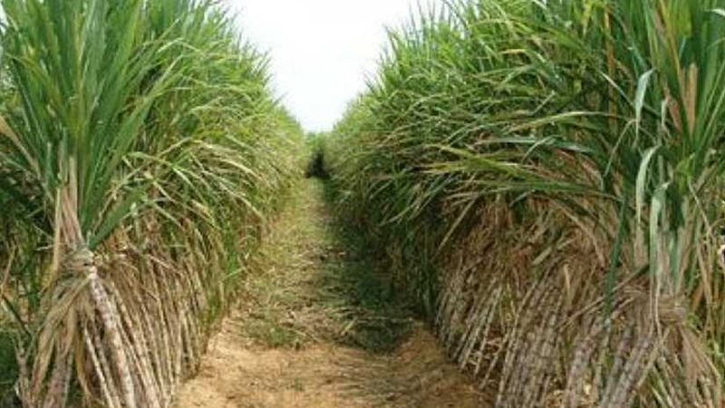 مهندس يتمكن من زراعة