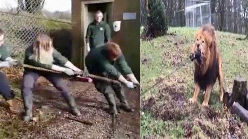 تحدى الوحش.. مسابقة