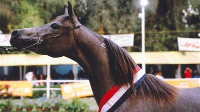 بعد توقف 8 سنوات.. الكويت تستأنف استيراد الخيول المصرية