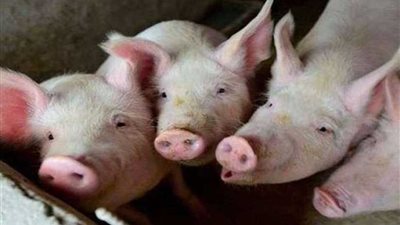 اكتشاف حالات إصابة جديدة بحمى الخنازير الأفريقية غربي الصين