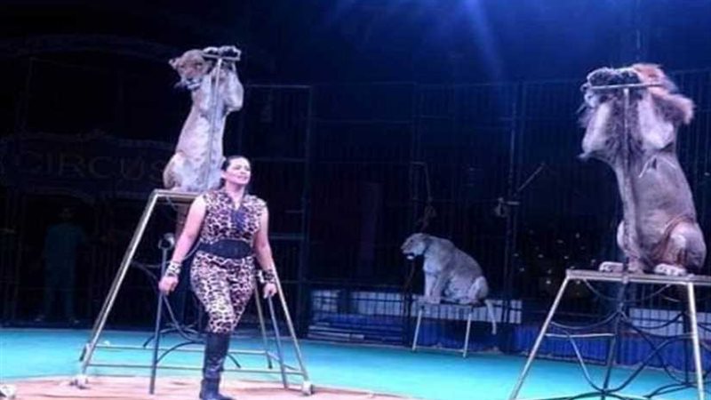 فقرات فنية استعراضية