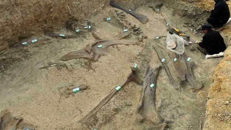 اكتشاف حيوان من زواحف