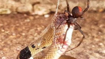 عنكبوت صغير يقتل إحدى أكثر الأفاعي سمية في العالم