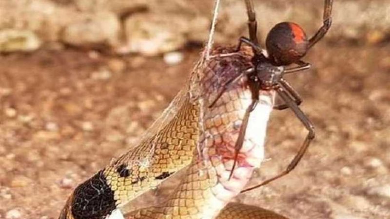 عنكبوت صغير يقتل