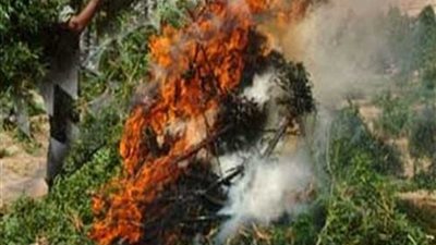 إبادة 223 فدان مخدرات وضبط 5.5 طن بانجو بجنوب سيناء