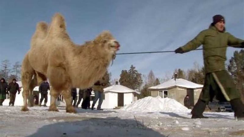 مذبحة الجمال.. تحدث