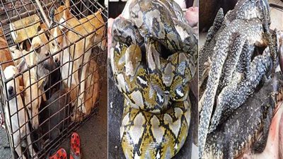 200 سوق للحوم الكلاب والقطط والسحالي والثعابين في أكبر دولة إسلامية (فيديو وصور)