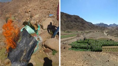 إبادة 223 فدانًا للنباتات المخدرة بجنوب سيناء 