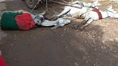 عمود إنارة يصعق دابتين ويتسبب في نفوقهما بـ