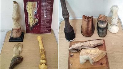 افتتاح المركز العلمي بنقابة الأطباء البيطريين بعد تطويره