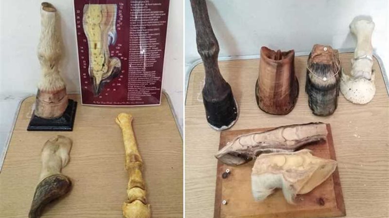 افتتاح المركز العلمي