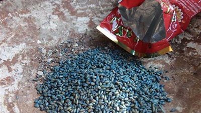 ضبط حبوب حفظ الغلال 