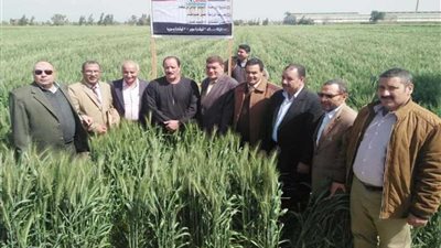 زراعة البحيرة تنظم يومًا إرشاديًا لمحصول القمح بحوش عيسى
