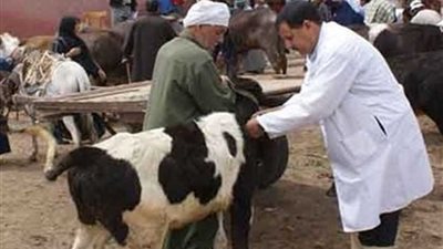 تحصين أكثر من 271 ألف رأس ماشية ضد الحمى القلاعية وحمى الوادي المتصدع