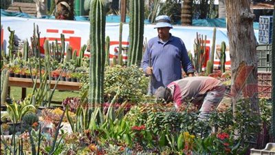 خلية نحل بالأورمان لرسم كرنفال معرض زهور الربيع 