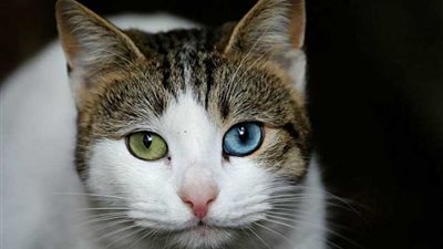 وزيرة أوروبية تسمي قطتها 