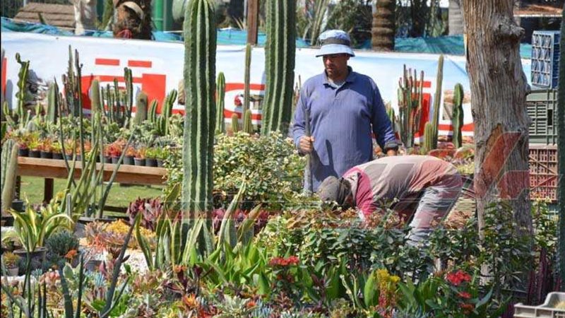 خلية نحل بالأورمان