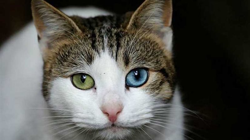 وزيرة أوروبية تسمي