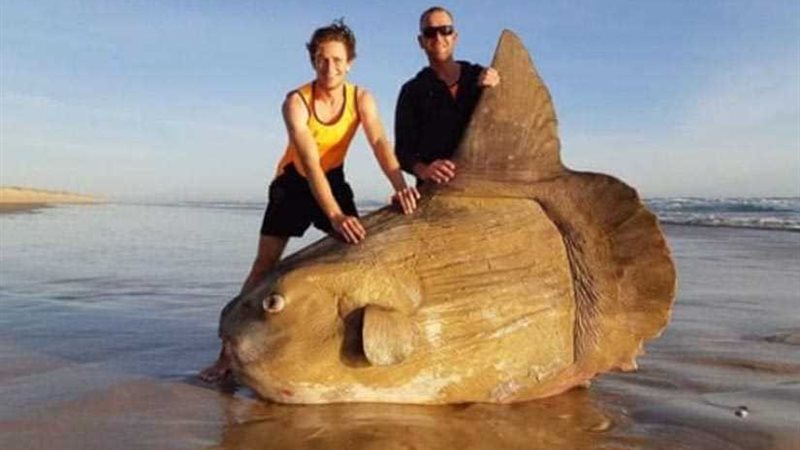 عملاق بحري يظهر على