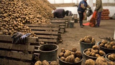 الزراعة.. فتح الأسواق التركية أمام البطاطس المصرية