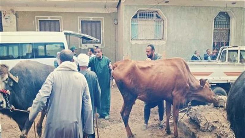 التناسليات الحيوانية