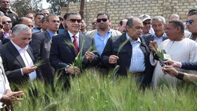 وزير الزراعة: الحقول الإرشادية تزيد إنتاجية المحاصيل الزراعية