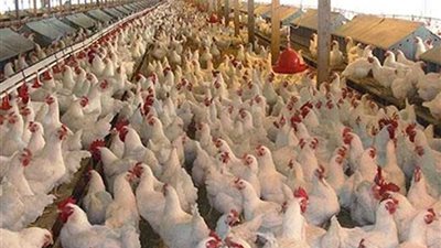 غلق 19 مزرعة دواجن لمدة 3 شهور لمخالفة تعليمات 