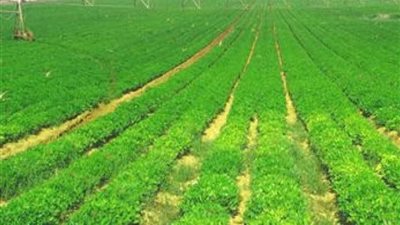 الإعلان عن أسماء دفعة جديدة من المزارعين المستحقين لتعويضات بالشيخ زويد