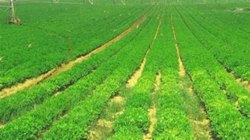 الإعلان عن أسماء