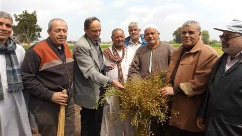 بدء موسم حصاد محصول