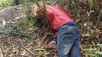 كشف غموض العثور على جثة سائق توك توك في سمنود