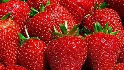 282 مليون دولار حصيلة صادرات الإسماعيلية من منتجاتها الزراعية في 3أشهر