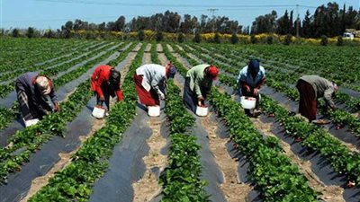 ممثل وزراء الزراعة العرب: 20 مليار دولار سنويًا نتيجة تدهور الأراضي وندرة المياه في المنطقة