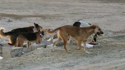 كلب يعقر 9 أشخاص في مركز أبو حمص بالبحيرة