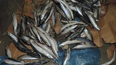 ضبط 30 طن سمك فاسد بثلاجة حفظ لحوم في قليوب.. (صور)