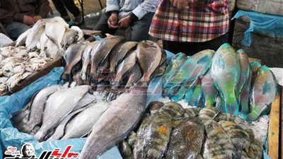 أسعار الجملة للأسماك اليوم من بورصة سوق العبور