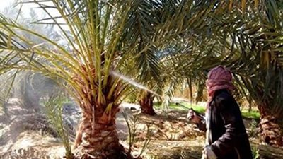 المنوفية تواجه سوس النخيل بفحص 87.5 ألف نخلة