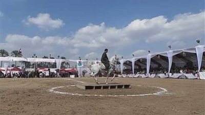 غدًا.. افتتاح فاعليات مهرجان الخيول العربية بكوم حمادة