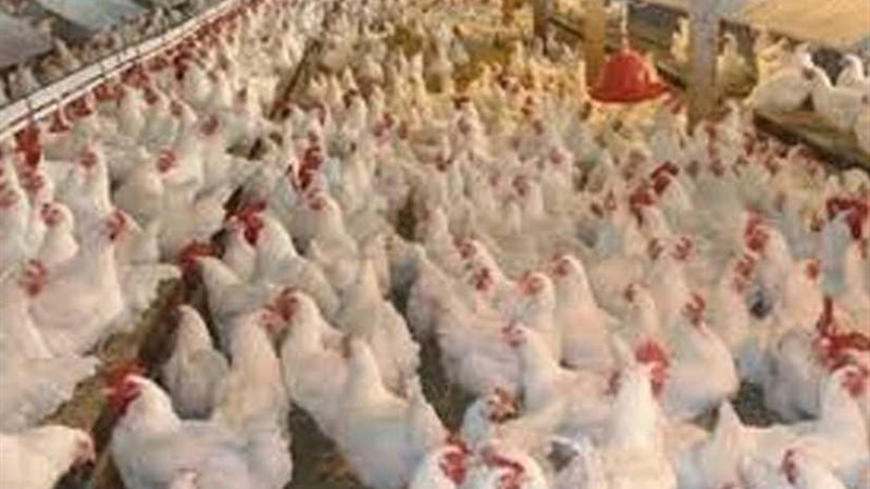 الزراعة: لا صحة لنفوق