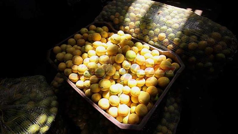 أسعار الفاكهة اليوم