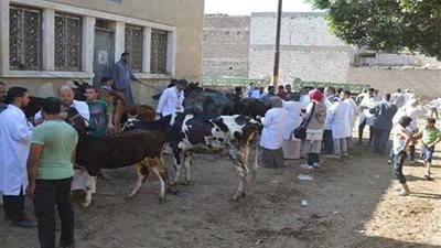تحصين 99 ألف رأس ماشية ضد الجلد العقدي والجدري ببني سويف