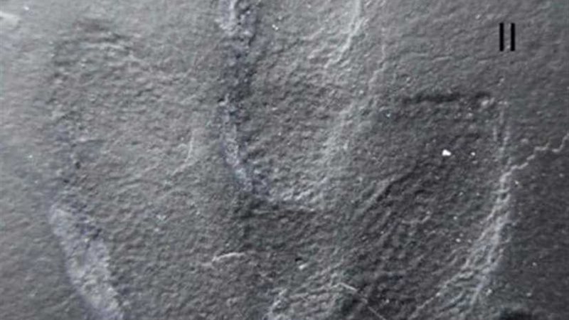 العثور على جلد ديناصور