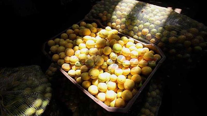 أسعار الفاكهة اليوم