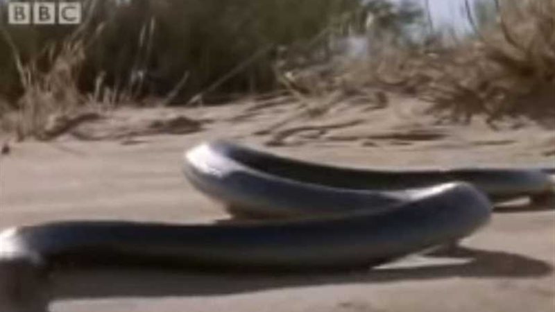 أكاذيب وحقائق.. حقيقة