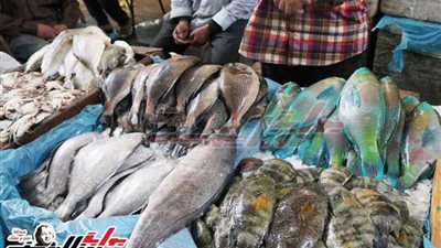 أسعار الأسماك اليوم بسوق العبور