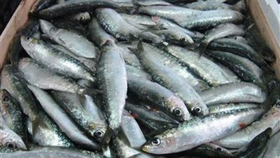 الأجهزة الأمنية تنجح في ضبط أكثر من 12 طن أسماك مملحة بالجيزة