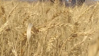 بدء توريد القمح لشون وصوامع القليوبية