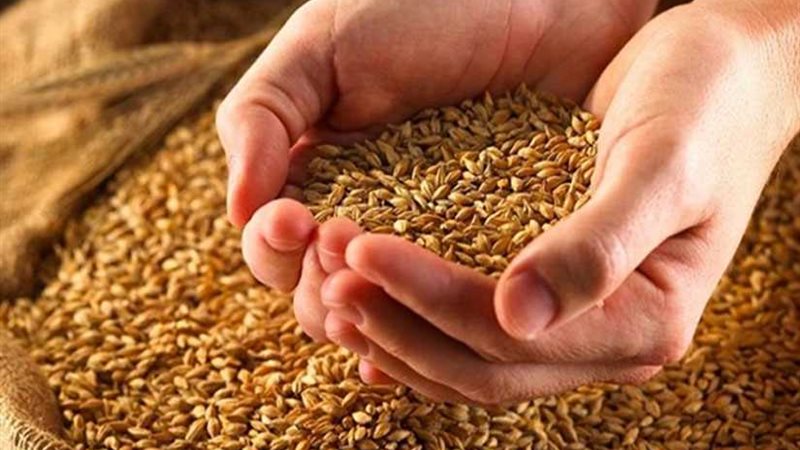 توريد 34 ألف طن قمح